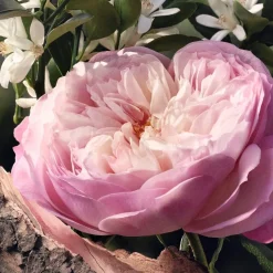 Chloé Eau de Parfum Spray Rose Naturelle von Chloé