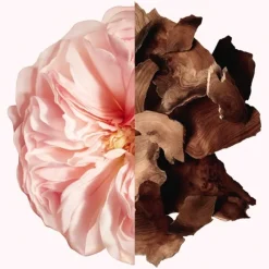 IRRÉSISTIBLE The Shower Oil von GIVENCHY