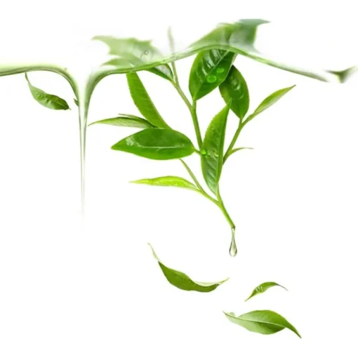 Maskenbehandlung UFO Mask Green Tea von Foreo